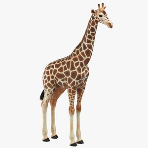 3D giraffe photorealistic