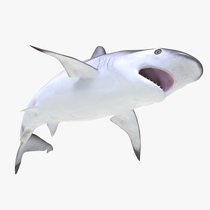 Spottail Shark Pose 2 3D Model