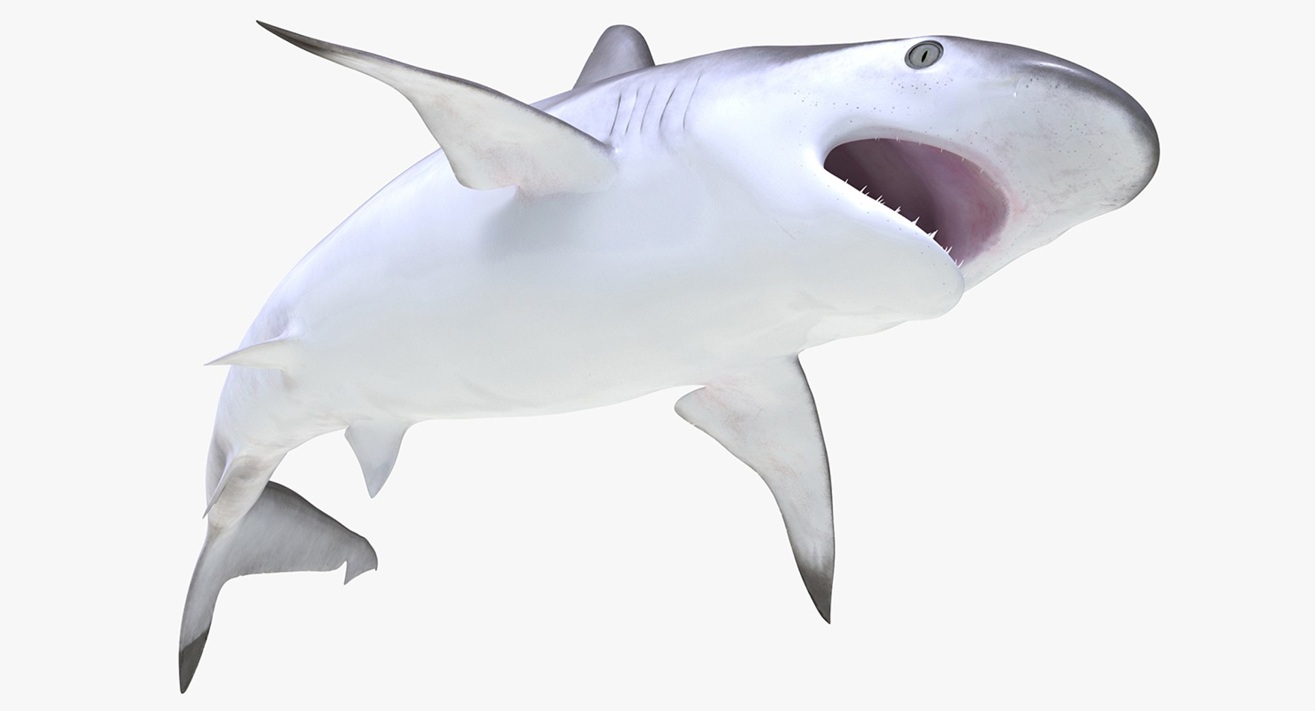 Spottail Shark Pose 2 3D Model 3D model preview