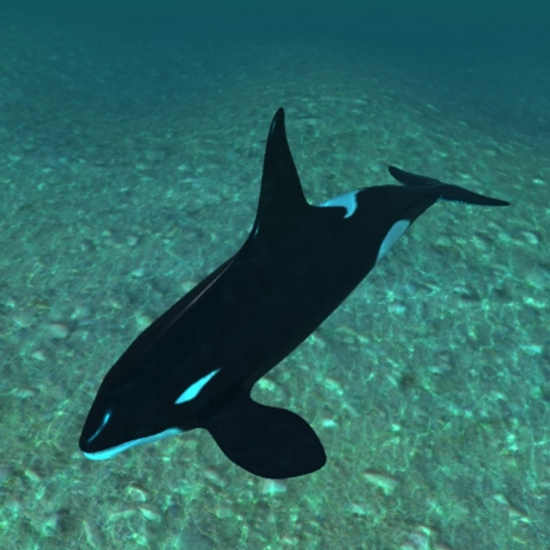 3d Realistic Orca Whale