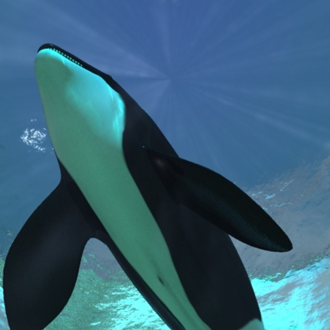 3d Realistic Orca Whale