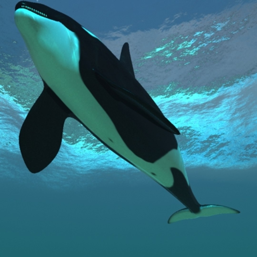 3d Realistic Orca Whale