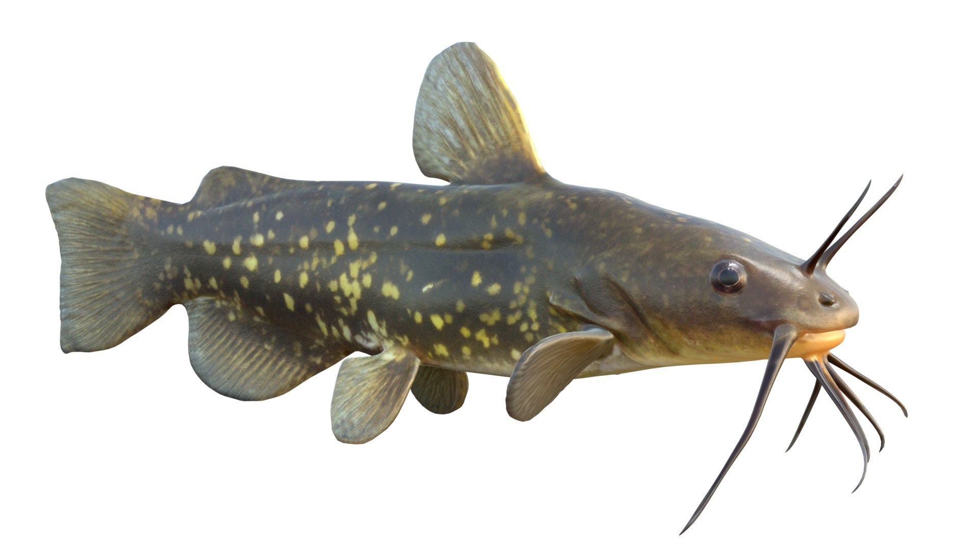 Spotted Bullhead fish 3D model https://p.turbosquid.com/ts-thumb/Xw/B06Znr/3Q/4/jpg/1767512520/1920x1080/fit_q87/e3e24c3f601a899bce3ddd64d09d2c867b8b3fed/4.jpg