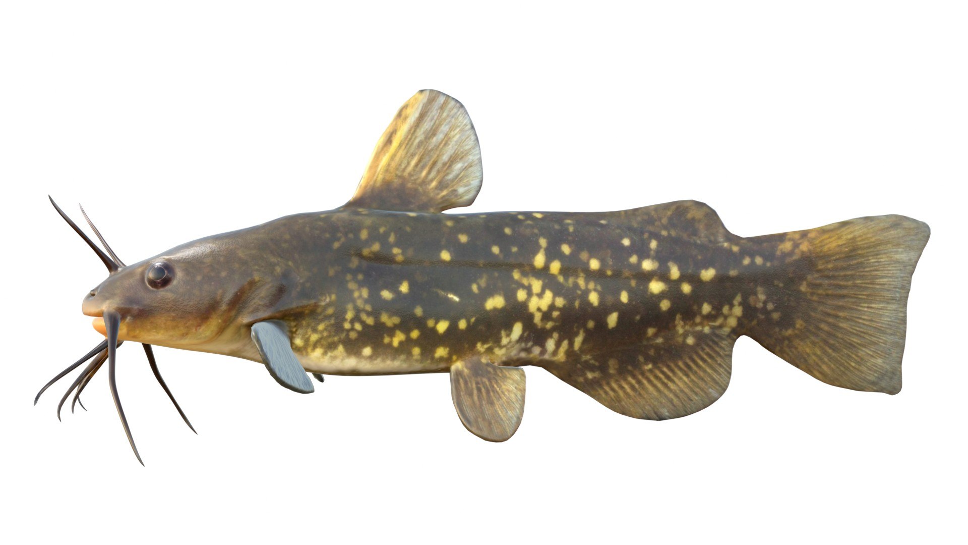 Spotted Bullhead fish 3D model https://p.turbosquid.com/ts-thumb/Xw/B06Znr/5l/3/jpg/1767512519/1920x1080/fit_q87/5795a21307c0d83e3a9e72821f26ea1f7a761b97/3.jpg