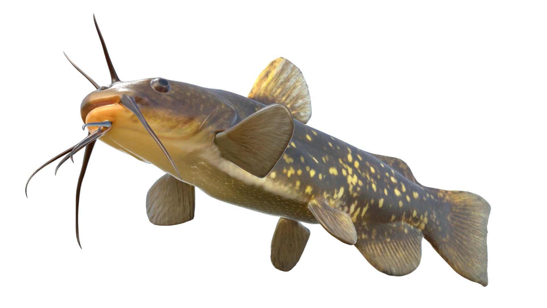 Spotted Bullhead fish 3D model https://p.turbosquid.com/ts-thumb/Xw/B06Znr/Vg/5/jpg/1767512521/1920x1080/fit_q87/3b97a198fc7bcd65d91b4607adacff41953b9a02/5.jpg