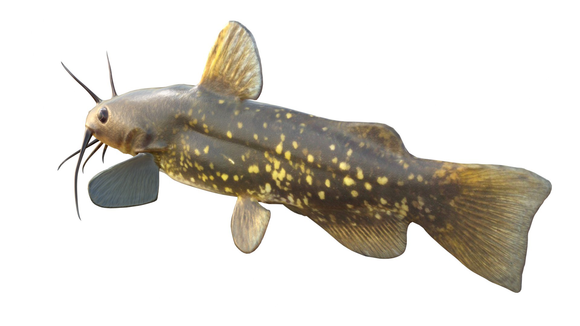 Spotted Bullhead fish 3D model https://p.turbosquid.com/ts-thumb/Xw/B06Znr/vD/2/jpg/1767512519/1920x1080/fit_q87/daff15185f50b631a75fec5178000131d5c8cdd9/2.jpg