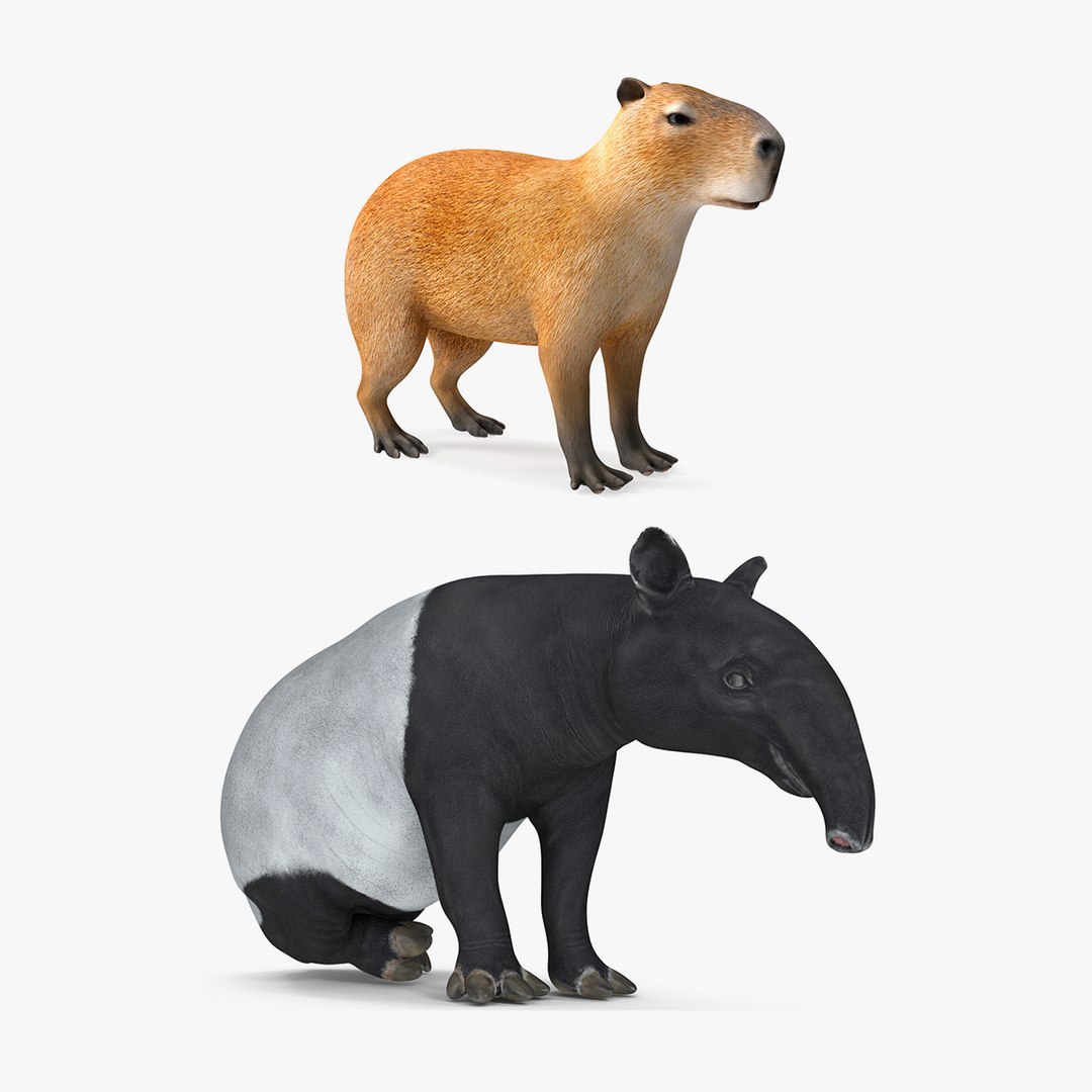 Rigged South American Mammals Collection for Cinema 4D 3D model preview