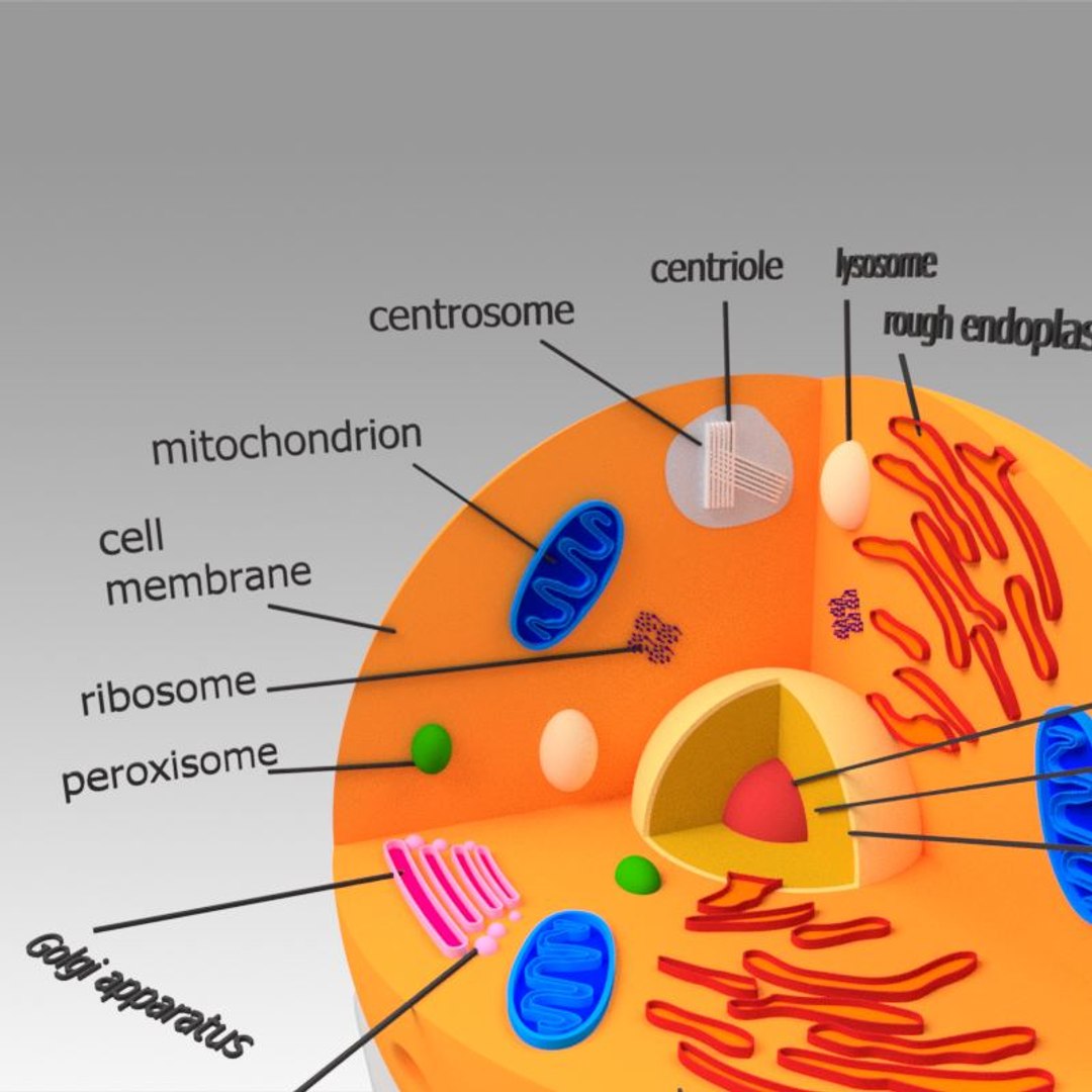 animal cell model https://p.turbosquid.com/ts-thumb/Xw/IBcSSz/11facK7F/6/jpg/1531346619/1920x1080/fit_q87/305980ae4099fcae1b0ab09a481cddf1151d8b07/6.jpg