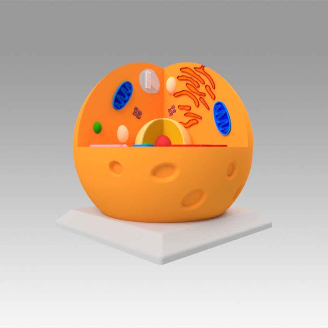 animal cell model https://p.turbosquid.com/ts-thumb/Xw/IBcSSz/7sz2H6SH/10/jpg/1531346658/1920x1080/fit_q87/a62d93e5ba934d39add24cc3772812b033d29b7a/10.jpg
