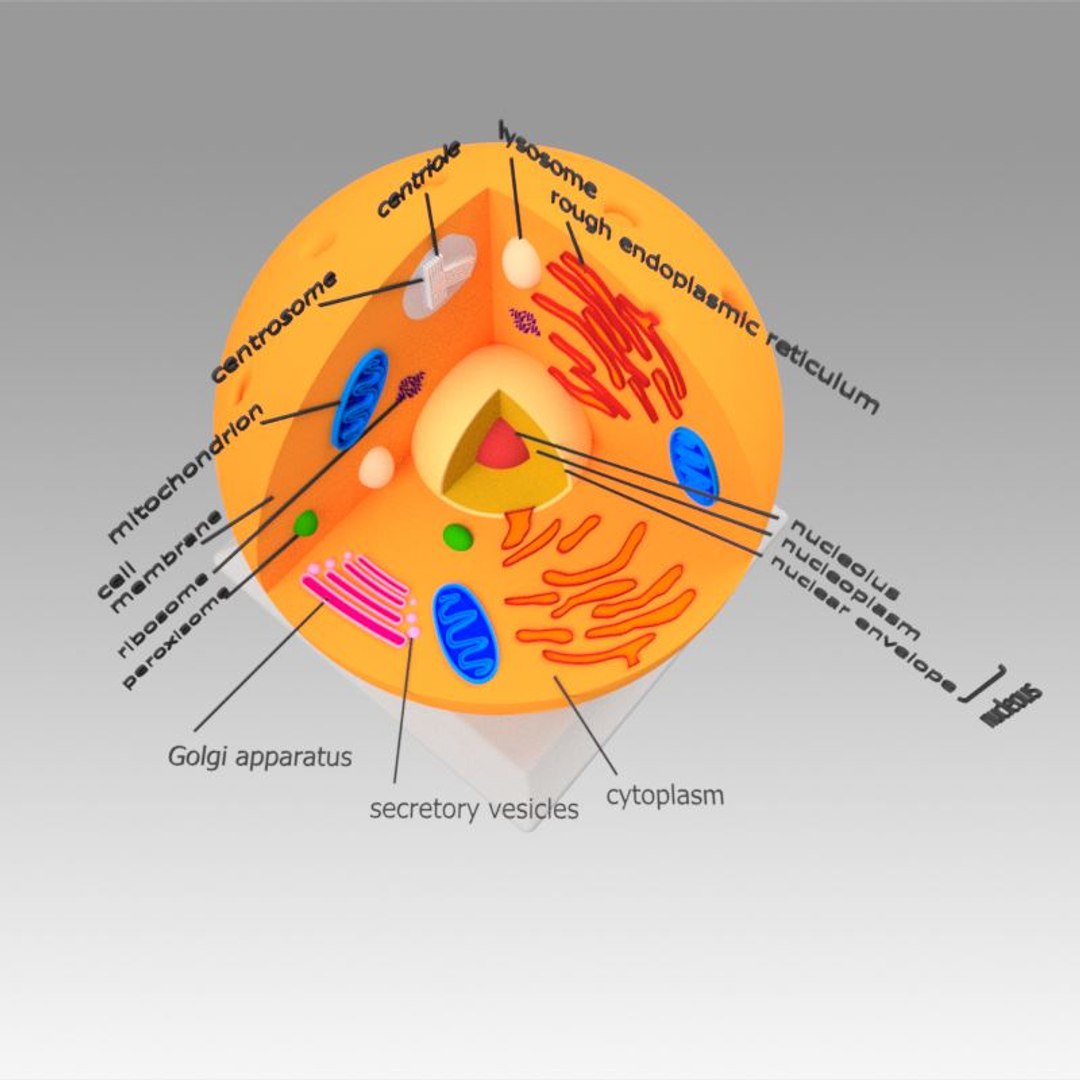 animal cell model https://p.turbosquid.com/ts-thumb/Xw/IBcSSz/CKtsjc1o/4/jpg/1531346598/1920x1080/fit_q87/e4ca566d877c21330f937223b151b15b7d5f4f2f/4.jpg
