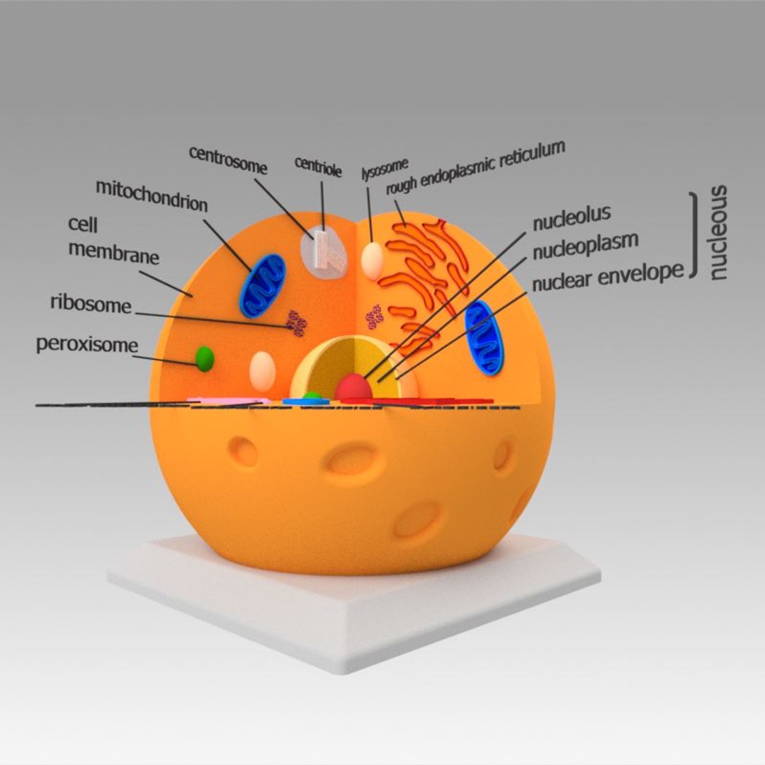 animal cell model https://p.turbosquid.com/ts-thumb/Xw/IBcSSz/GAOHECHa/5/jpg/1531346609/1920x1080/fit_q87/169f7b242125a12692b7fe5803cd53857b26b7f9/5.jpg
