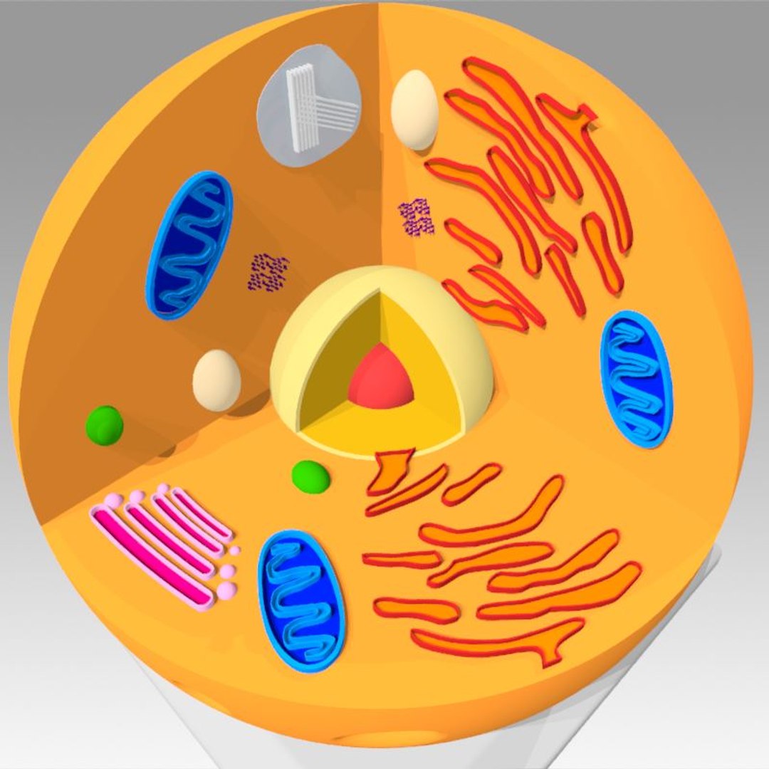 animal cell model https://p.turbosquid.com/ts-thumb/Xw/IBcSSz/H4jMZMz0/20/jpg/1531346750/1920x1080/fit_q87/bbee54718c6448f7501c280b77202423380d7dc3/20.jpg