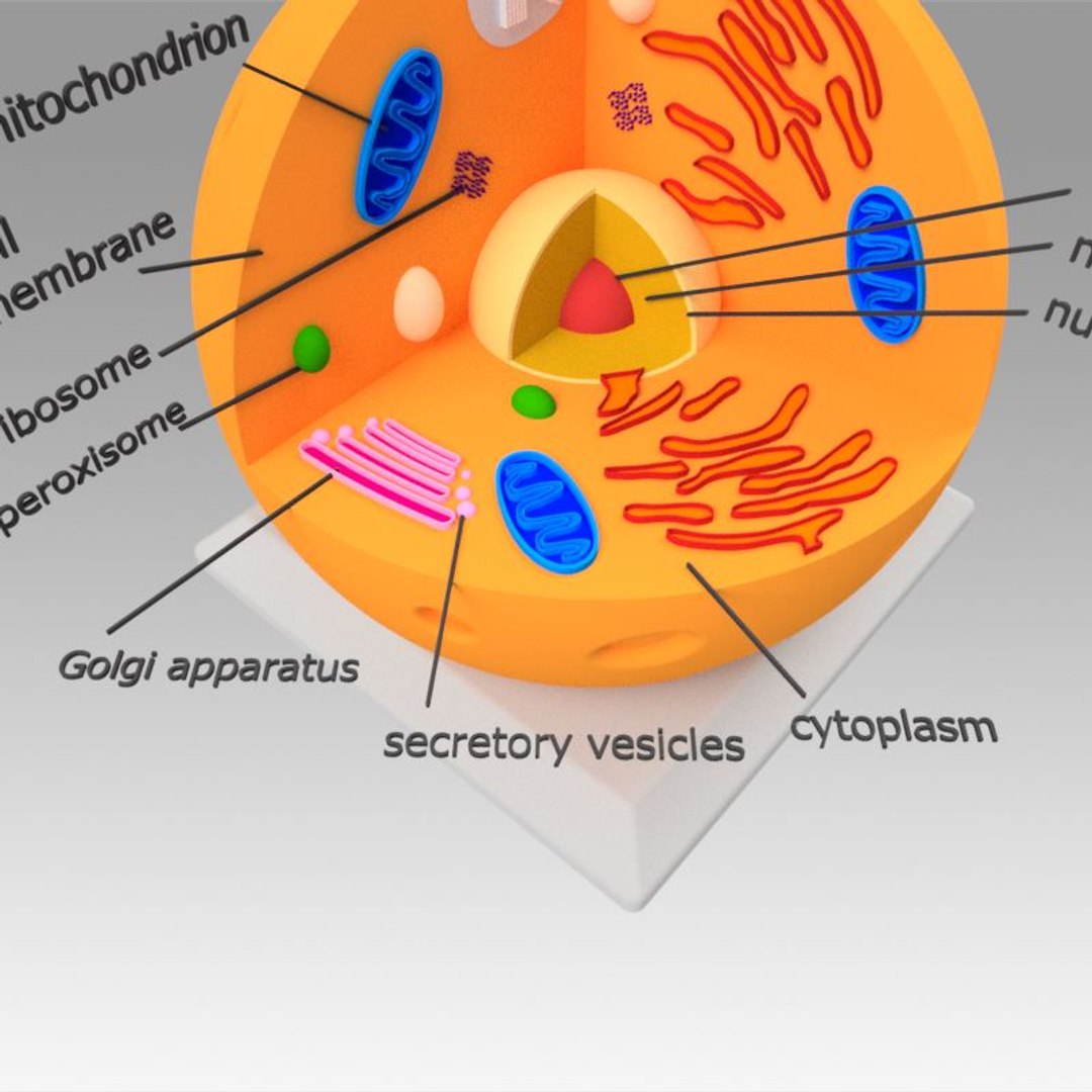 animal cell model https://p.turbosquid.com/ts-thumb/Xw/IBcSSz/KRw0H7VC/8/jpg/1531346640/1920x1080/fit_q87/61b81ca4155754fedfeb5fe5a52383bc8603e983/8.jpg