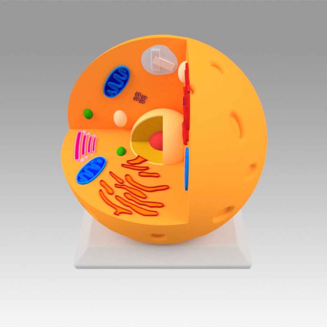 animal cell model https://p.turbosquid.com/ts-thumb/Xw/IBcSSz/NQwzuFac/11/jpg/1531346669/1920x1080/fit_q87/0a385133d5038d0bca48c6229a8cdc827182a7fc/11.jpg