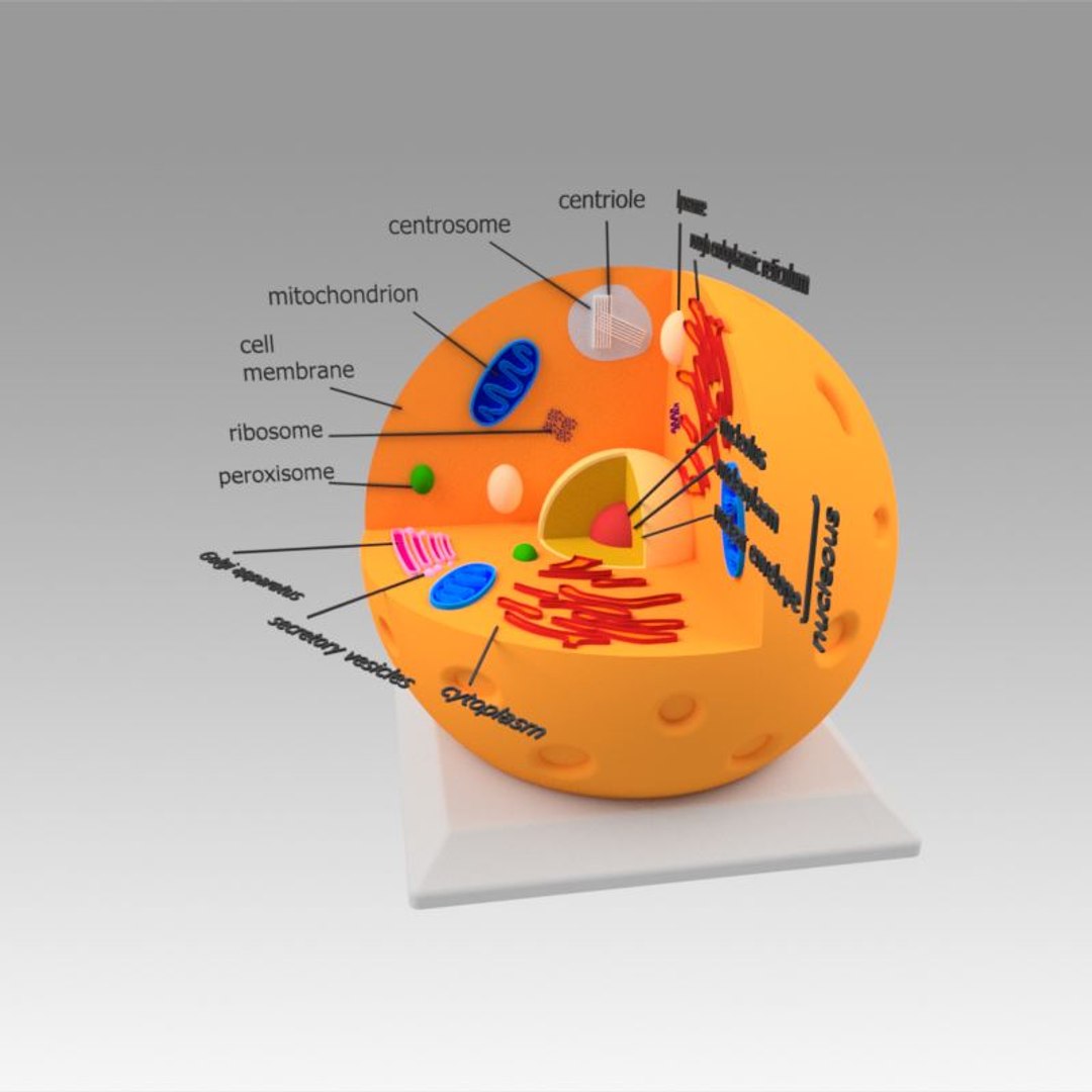animal cell model https://p.turbosquid.com/ts-thumb/Xw/IBcSSz/NkZFdzvP/2/jpg/1531346581/1920x1080/fit_q87/f6e92e123a60e50562dc64dd9605aff5aa756af0/2.jpg
