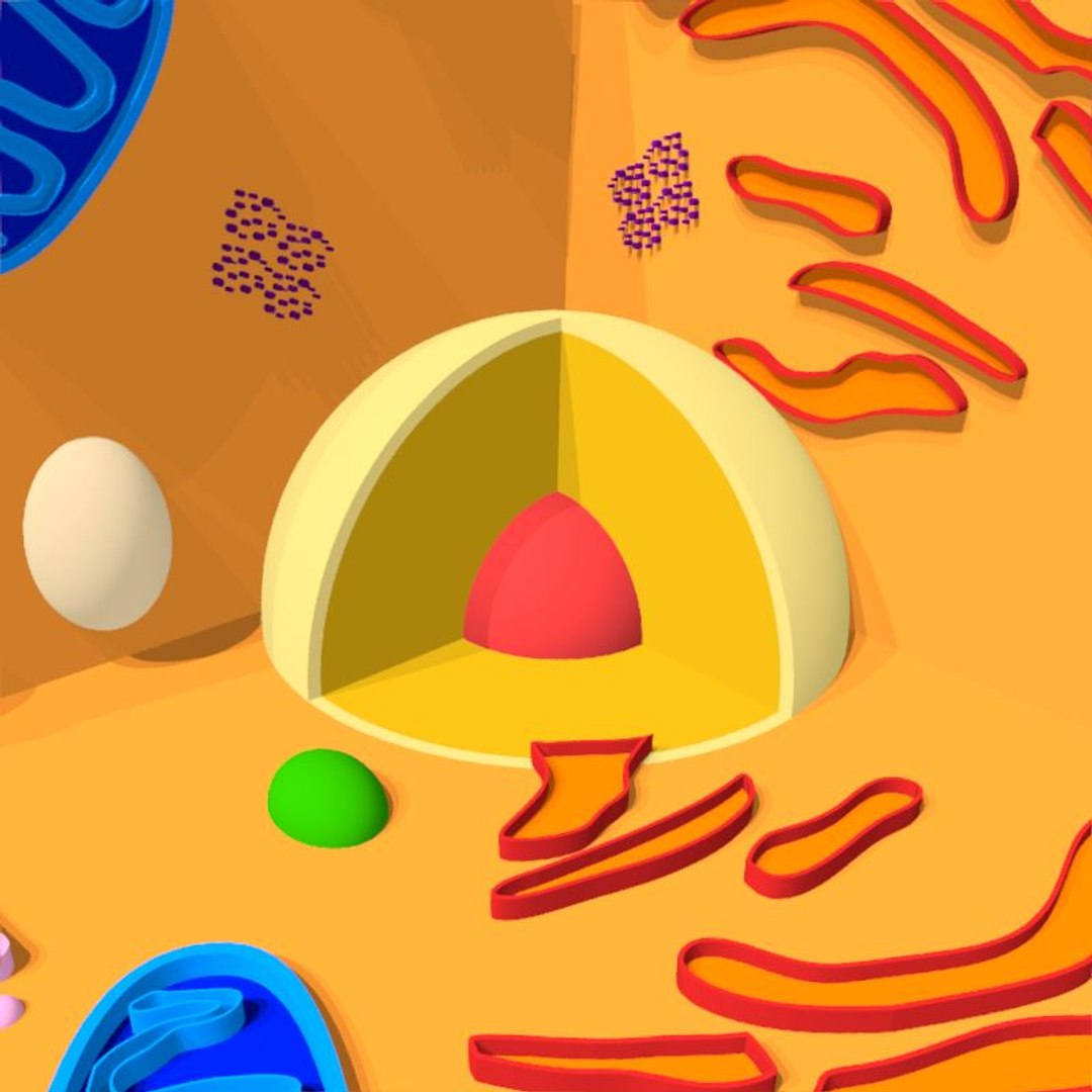 animal cell model https://p.turbosquid.com/ts-thumb/Xw/IBcSSz/SS0hqqAu/13/jpg/1531346686/1920x1080/fit_q87/cd1b7746c5a57fd85c5be02bc7127b8ee8235bce/13.jpg