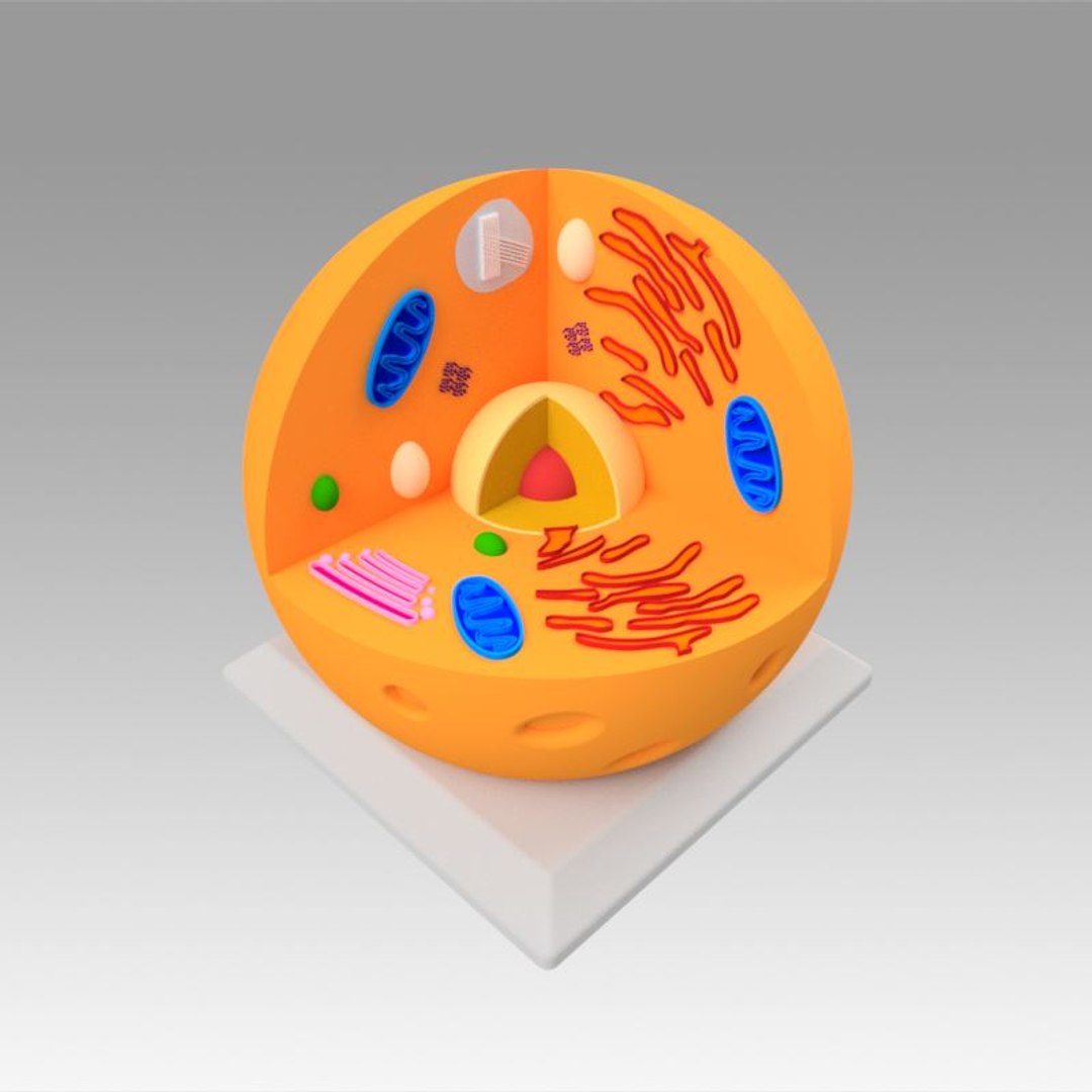 animal cell model https://p.turbosquid.com/ts-thumb/Xw/IBcSSz/ZSJT5Rzo/9/jpg/1531346649/1920x1080/fit_q87/bea7f84d61c92e33468fadc0cb9b19fe07da4405/9.jpg