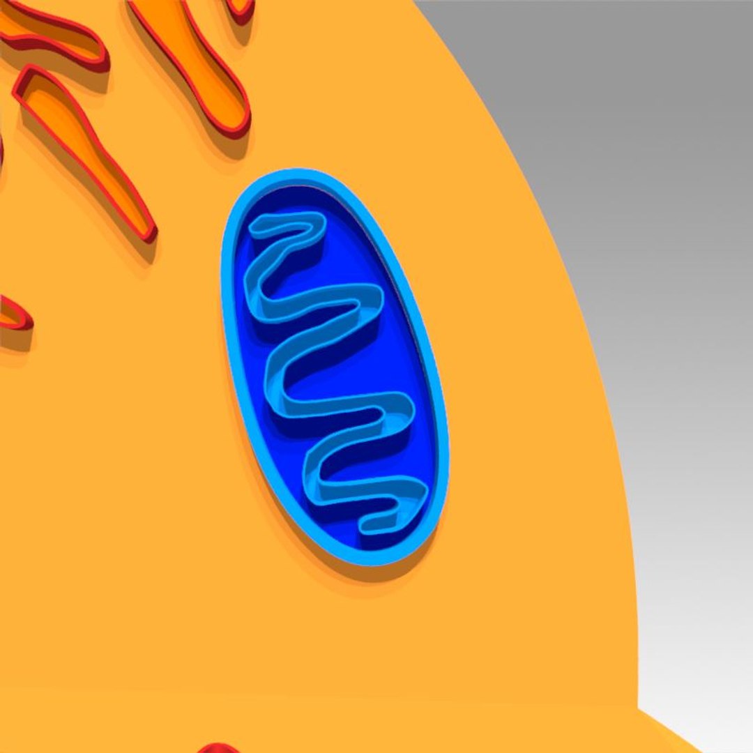 animal cell model https://p.turbosquid.com/ts-thumb/Xw/IBcSSz/dbyNVjJY/16/jpg/1531346718/1920x1080/fit_q87/2a766d5fbc9364b055e05e6ed7115520f46b5985/16.jpg