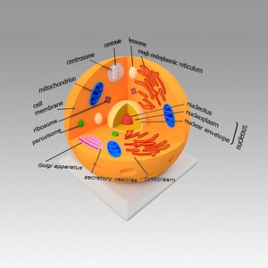 Animal Cell