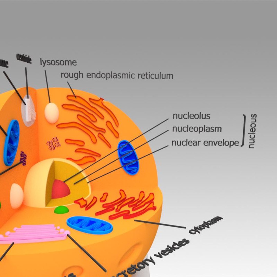 Animal Cell Model - TurboSquid 1305646