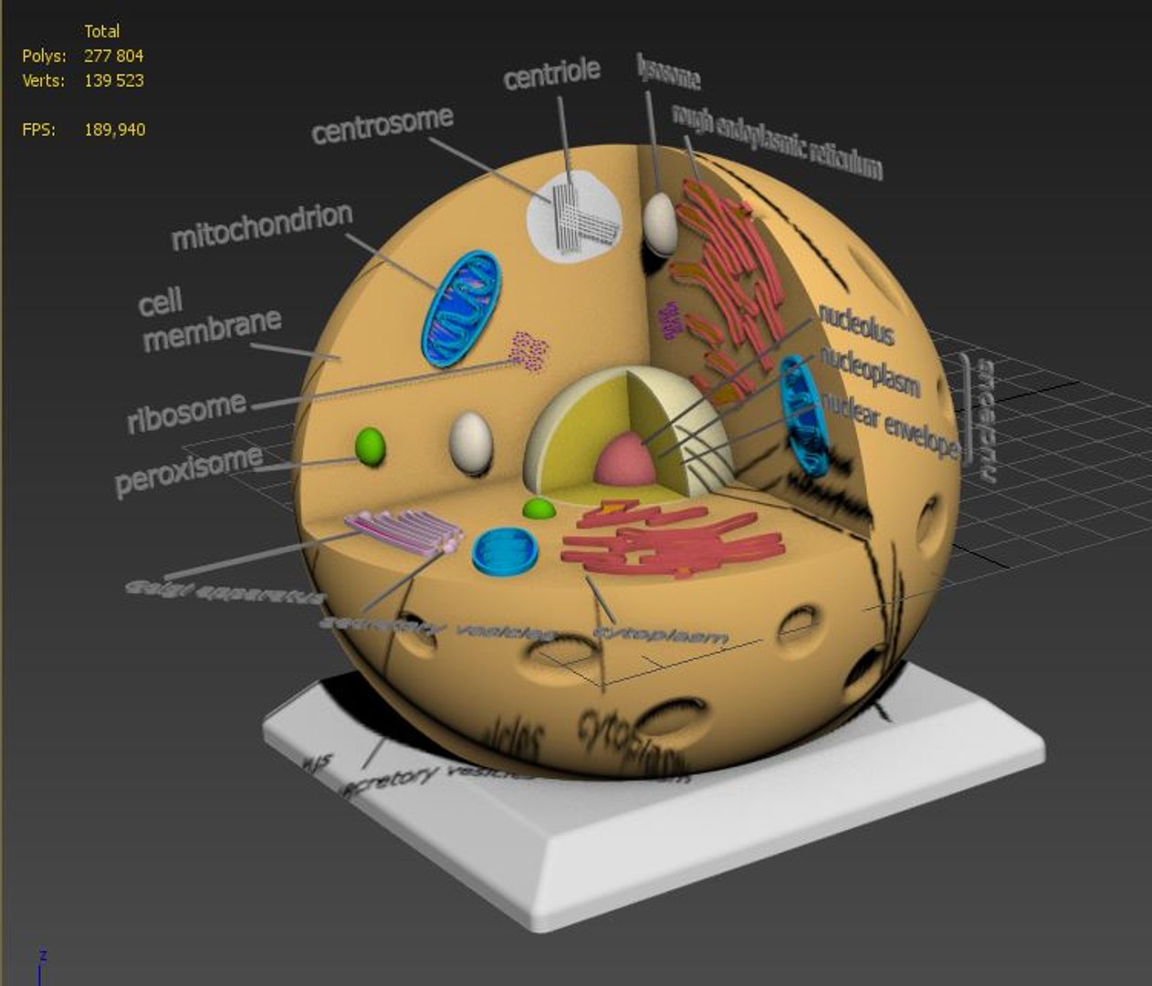 animal cell model https://p.turbosquid.com/ts-thumb/Xw/IBcSSz/p8wzXYOr/22/jpg/1531346758/1920x1080/fit_q87/e2e38df5e77e3541964058f602dba8348f64d455/22.jpg