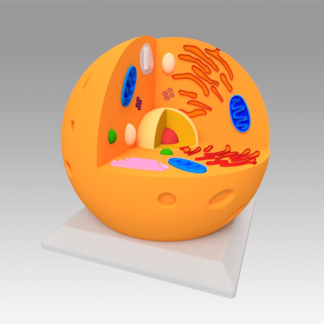 animal cell model https://p.turbosquid.com/ts-thumb/Xw/IBcSSz/qWJjA53Y/12/jpg/1531346678/1920x1080/fit_q87/0993e9c78ec75b259b41c4f4dae5d4828e15e731/12.jpg