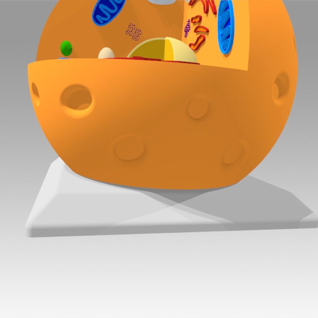 animal cell model https://p.turbosquid.com/ts-thumb/Xw/IBcSSz/ttrMfHLd/19/jpg/1531346742/1920x1080/fit_q87/0c812c0d3859442e4c9c282b448aff6907aed752/19.jpg