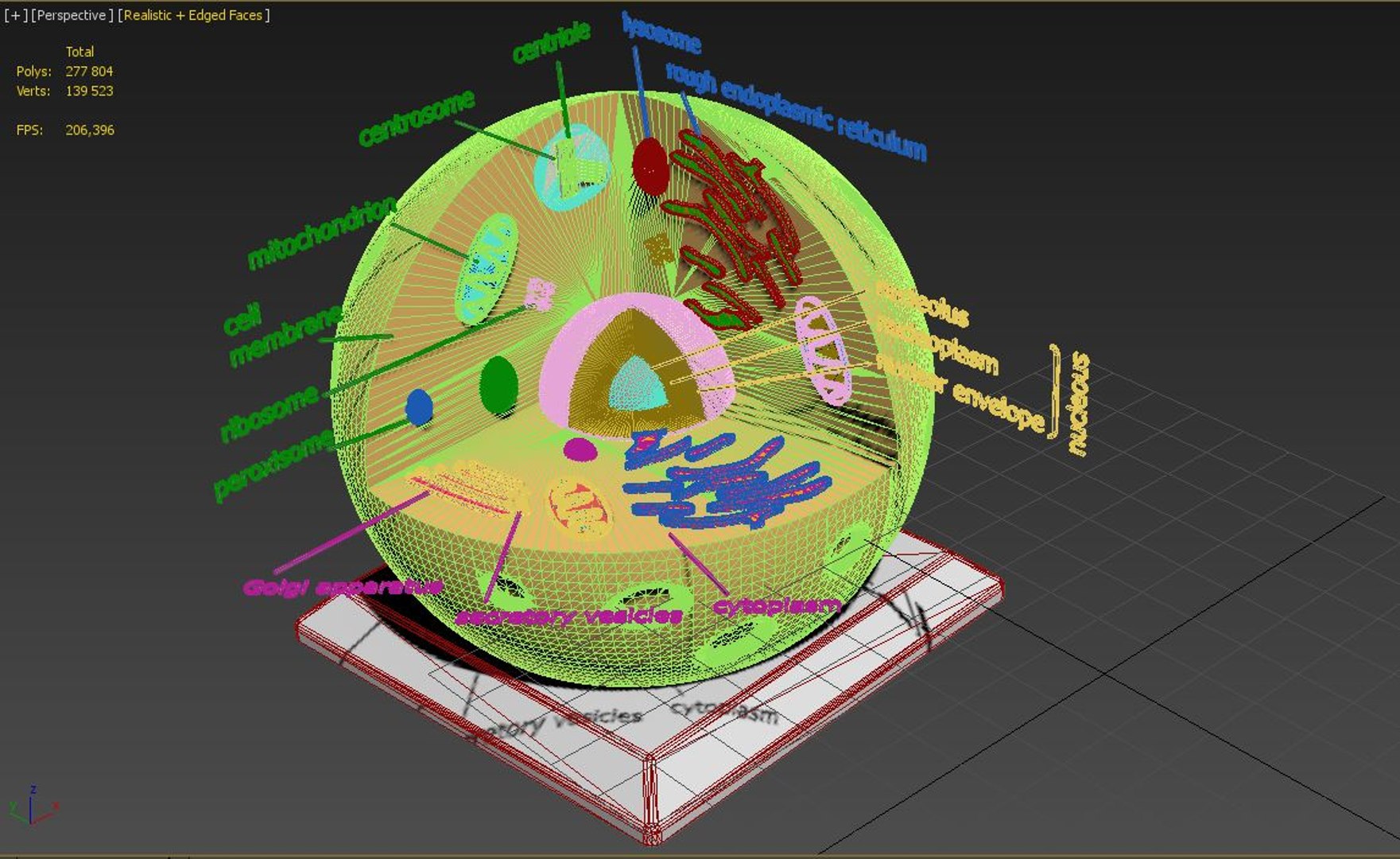 animal cell model https://p.turbosquid.com/ts-thumb/Xw/IBcSSz/v3K8JvwO/1234/jpg/1532452343/1920x1080/fit_q87/7884fbcab9aafad65ec312a59183fa39a19d9f80/1234.jpg