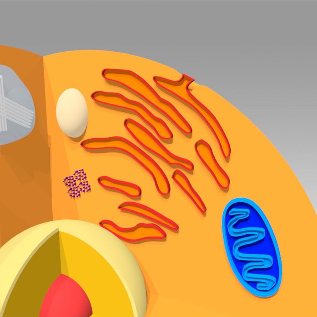 animal cell model https://p.turbosquid.com/ts-thumb/Xw/IBcSSz/zFBhCI31/14/jpg/1531346695/1920x1080/fit_q87/f590cc3b3920bf1c9cb0a1e738363ae177eb5663/14.jpg
