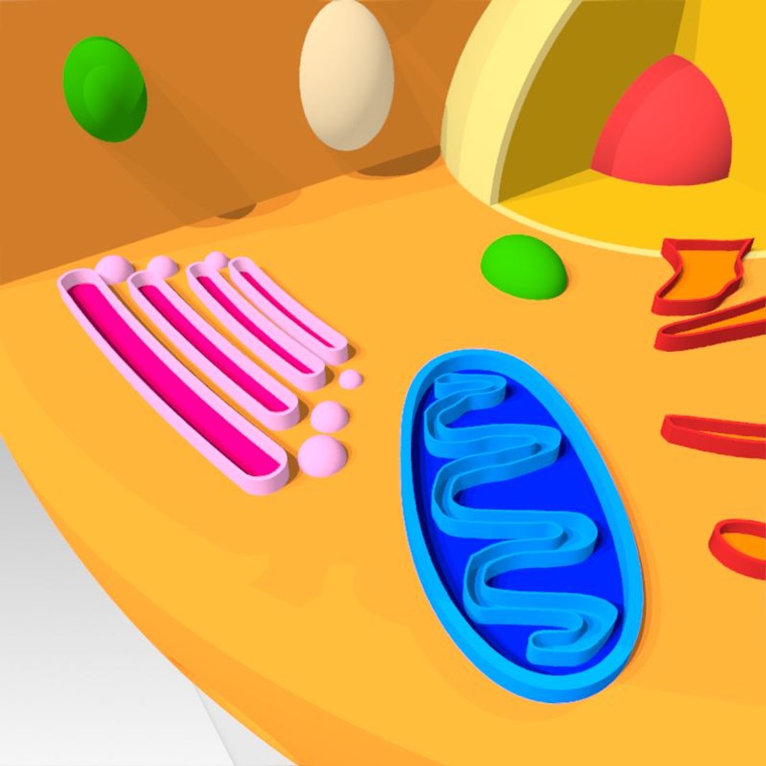 animal cell model https://p.turbosquid.com/ts-thumb/Xw/IBcSSz/zLEInEcf/17/jpg/1531346726/1920x1080/fit_q87/1a7f3be31cc6474078fa3abb4820584358e2b181/17.jpg