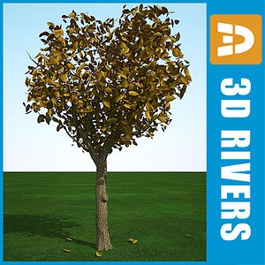 fall cedar elm 3d model