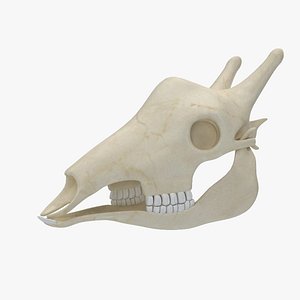 3D giraffe skeleton skull