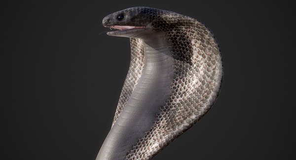 3d hd king cobra snake model