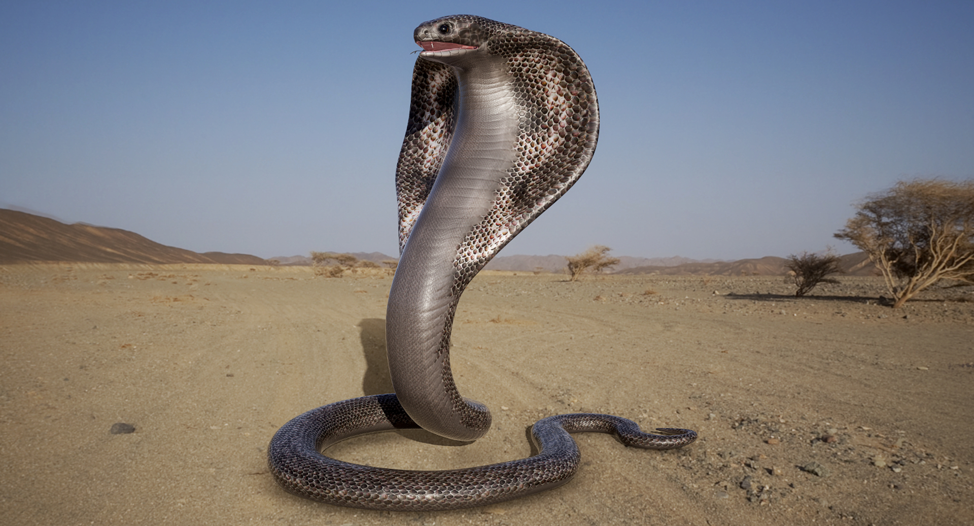 Длинной змеей раскинулся. Гамадриад или Королевская Кобра. Змея Кобра Королевская. Королевская Кобра черная змея. Королевская Кобра 5 метров.