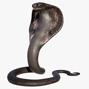3d hd king cobra snake model