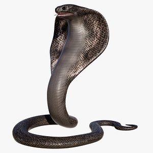 King Cobra Rigged