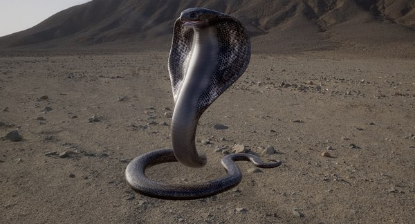 キングコブラリギング3Dモデル - TurboSquid 1113493