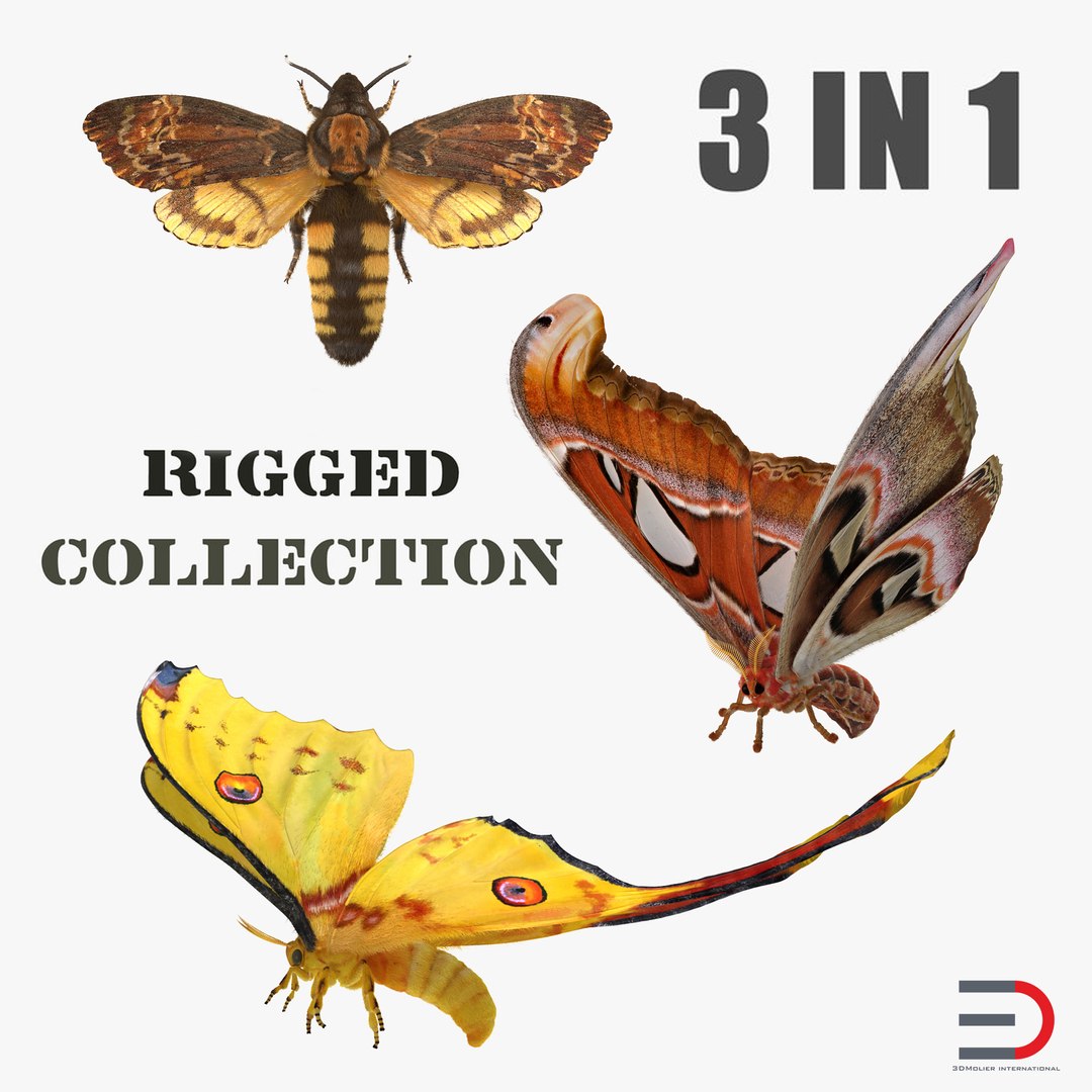 Rigged Moths 3D Models Collection 3D model preview