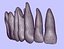 Maxilla Teeth