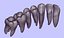 Maxilla Teeth