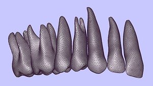 Maxilla Teeth
