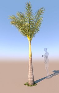 3D young queen palm b model