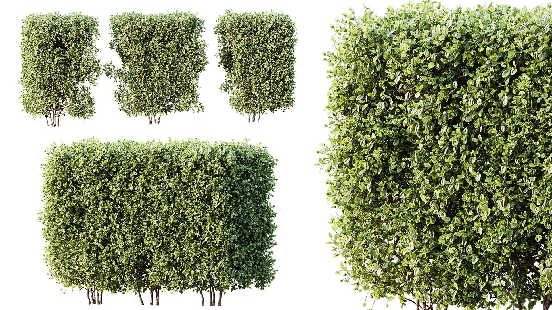 AV Plant Box Pittosporum Tobira Tenuifolium Shrub Buxus Semperviren Japanese Cheesewood 3D https://p.turbosquid.com/ts-thumb/Xw/qbrvK3/7O/03/png/1745234628/1920x1080/fit_q87/63284c1938355ef0265f0252baaab22ff9eda153/03.jpg