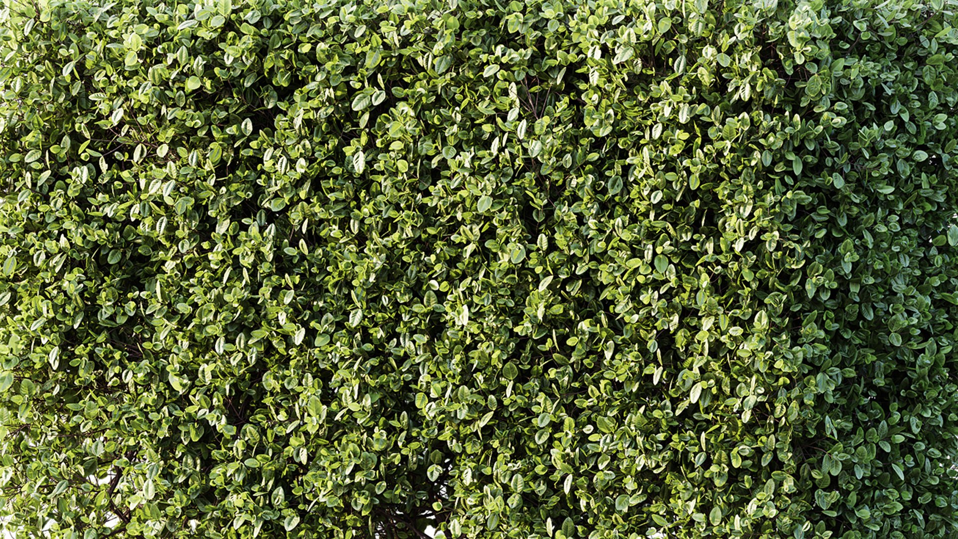 AV Plant Box Pittosporum Tobira Tenuifolium Shrub Buxus Semperviren Japanese Cheesewood 3D https://p.turbosquid.com/ts-thumb/Xw/qbrvK3/U5/06/png/1745234629/1920x1080/fit_q87/89b66a7b556aa3eb4ac3b6dbe6982b8ba1f4d004/06.jpg