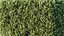 AV Plant Box Pittosporum Tobira Tenuifolium Shrub Buxus Semperviren Japanese Cheesewood