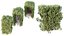 AV Plant Box Pittosporum Tobira Tenuifolium Shrub Buxus Semperviren Japanese Cheesewood