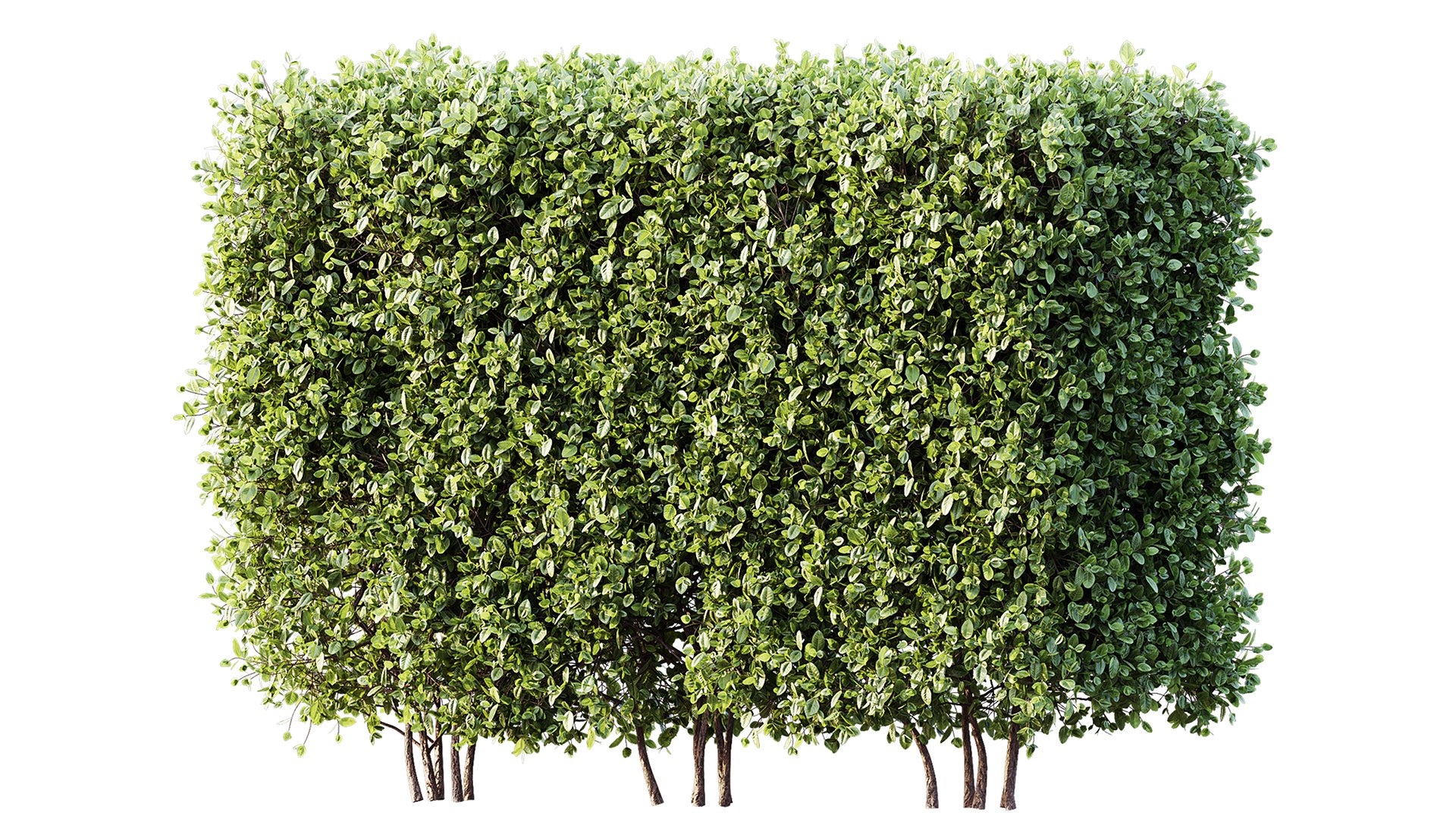 AV Plant Box Pittosporum Tobira Tenuifolium Shrub Buxus Semperviren Japanese Cheesewood 3D https://p.turbosquid.com/ts-thumb/Xw/qbrvK3/jT/02/png/1745234628/1920x1080/fit_q87/68a95075cd1fd8e923dd03f648a78b2c7680af4e/02.jpg