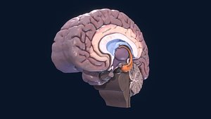 Human Brain 3D Model 3D model