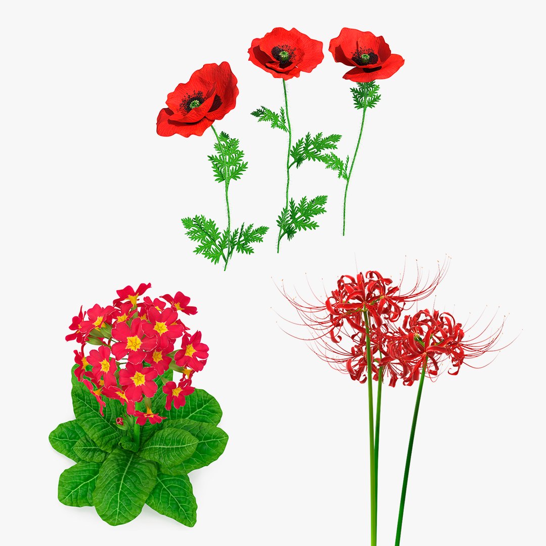 Red Flowering Plants Collection 3D model preview