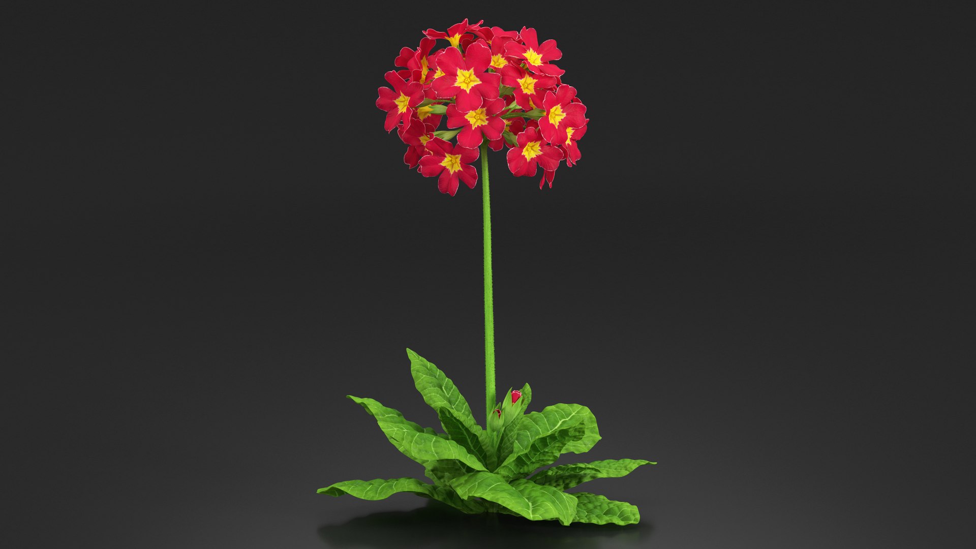 3D Model Red Flowering Plants Collection - TurboSquid 2118753